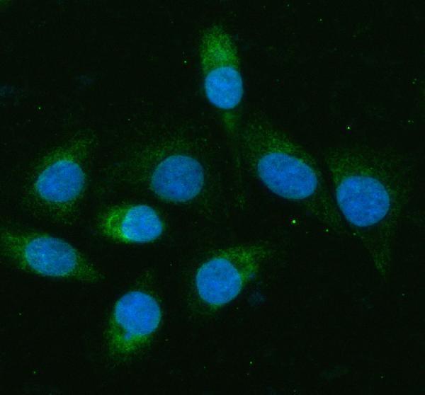 pa1502 bcat2 primary antibodies if testing 1
