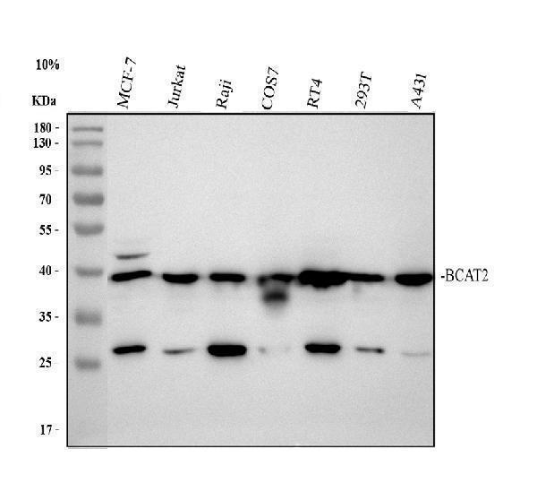 pa1502 bcat2 primary antibodies wb testing 1
