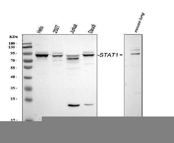 pa1508 stat1 primary antibodies wb testing 1