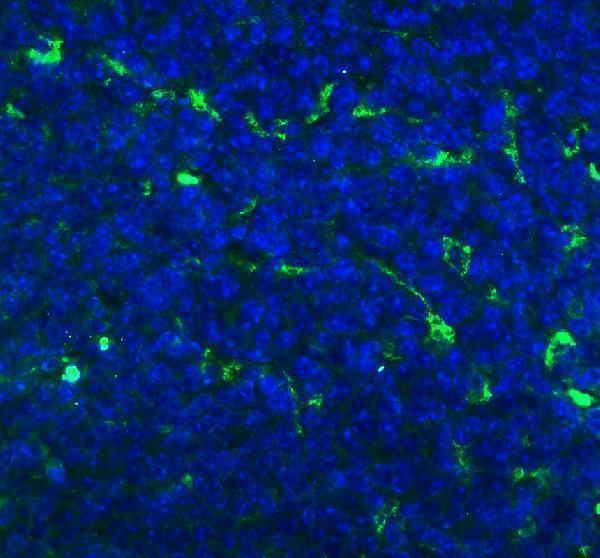 IF analysis of CD68 using anti-CD68 antibody (PA1518). 