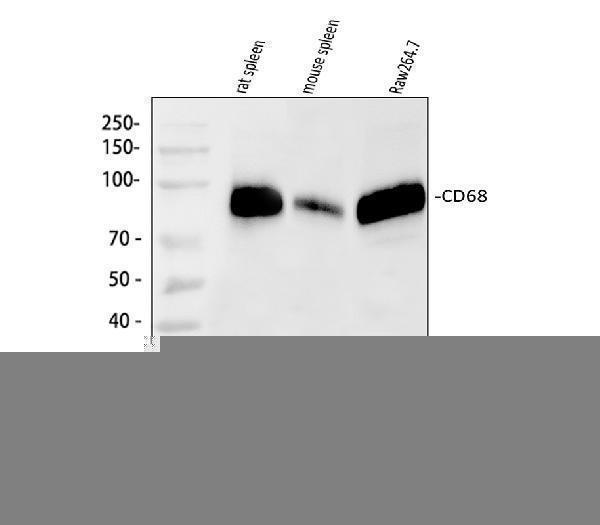  Western blot analysis of CD68 using anti-CD68 antibody (PA1518). 