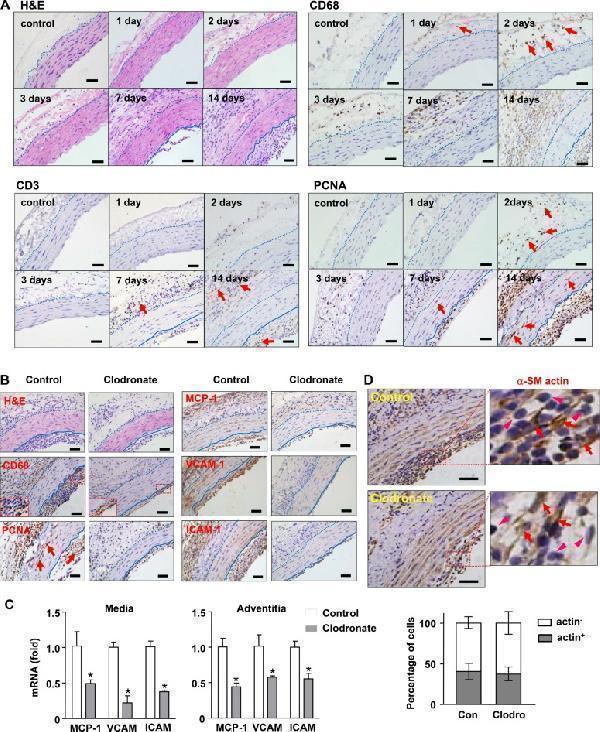 pa1518 oncotarget 08 30100 g001