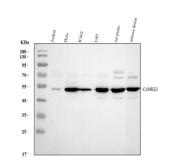 pa1520 camkk1 primary antibodies wb testing 1