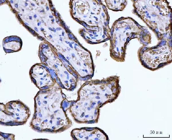 pa1526 bsg primary antibodies ihc testing 2