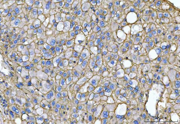 pa1526 bsg primary antibodies ihc testing 3