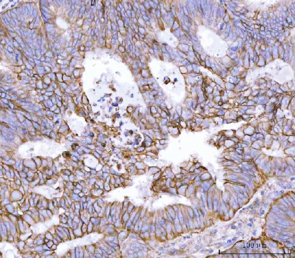 pa1526 bsg primary antibodies ihc testing 4