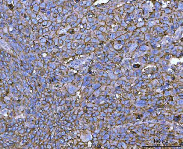 pa1526 bsg primary antibodies ihc testing 5