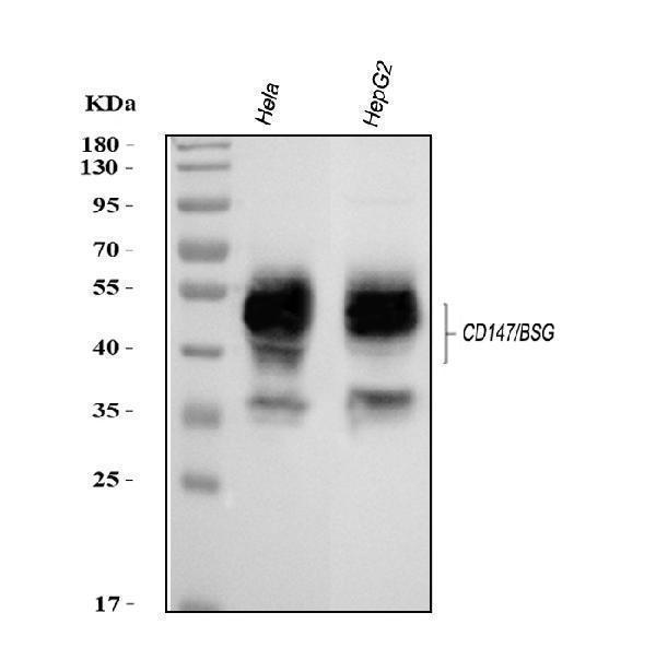 pa1526 bsg primary antibodies wb testing 1