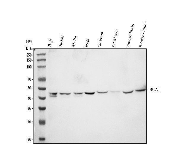 pa1538 bcat1 primary antibodies wb testing 1_1