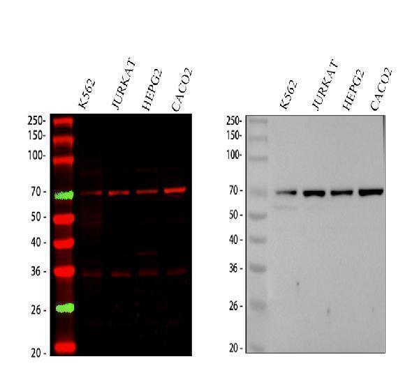 pa1549 cd89 primary antibodies wb testing 1