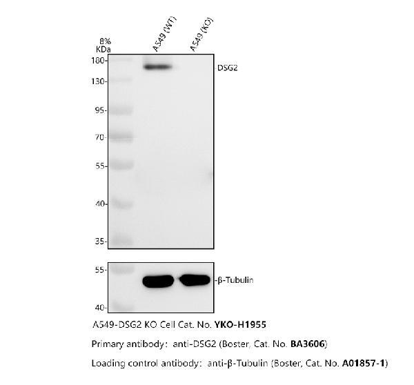 pa1559 dsg2 primary antibodies wb testing 2