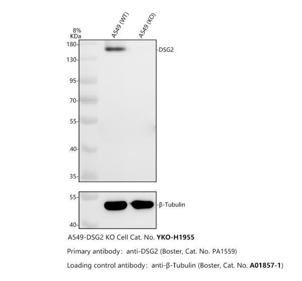 pa1559 dsg2 primary antibodies wb testing 2_1