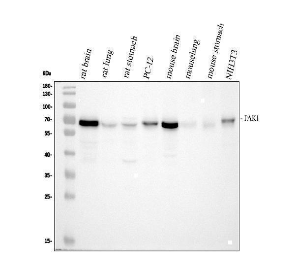 pa1563 pak1 primary antibodies wb testing 2