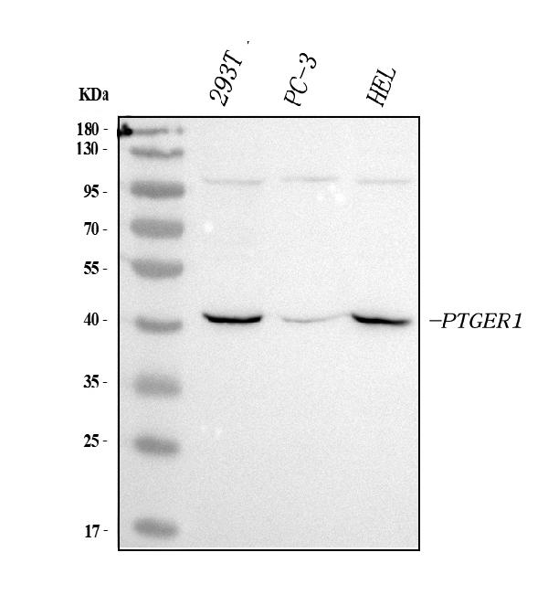 Figure 1. Western blot analysis of PTGER1 using anti-PTGER1 antibody (PA1583). Electrophoresis was performed on a 5-20% SDS-PAGE gel at 70V (Stacking gel) / 90V (Resolving gel) for 2-3 hours. The sample well of each lane was loaded with 30 ug of sample under reducing conditions. Lane 1: human 293T whole cell lysates, Lane 2: human PC-3 whole cell lysates, Lane 3: human HEL whole cell lysates. After electrophoresis, proteins were transferred to a nitrocellulose membrane at 150 mA for 50-90 minutes. Blocked the membrane with 5% non-fat milk/TBS for 1.5 hour at RT. The membrane was incubated with rabbit anti-PTGER1 antigen affinity purified polyclonal antibody (Catalog # PA1583) at 0.5 microg/mL overnight at 4°C, then washed with TBS-0.1%Tween 3 times with 5 minutes each and probed with a goat anti-rabbit IgG-HRP secondary antibody at a dilution of 1:5000 for 1.5 hour at RT. The signal is developed using an Enhanced Chemiluminescent detection (ECL) kit (Catalog # EK1002) with Tanon 5200 system. A specific band was detected for PTGER1 at approximately 42 kDa. The expected band size for PTGER1 is at 42 kDa.