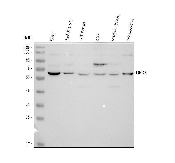 pa1584 drd3 primary antibodies wb testing 1
