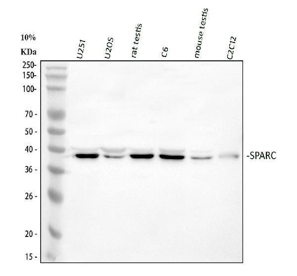 pa1585 sparc primary antibodies wb testing 1