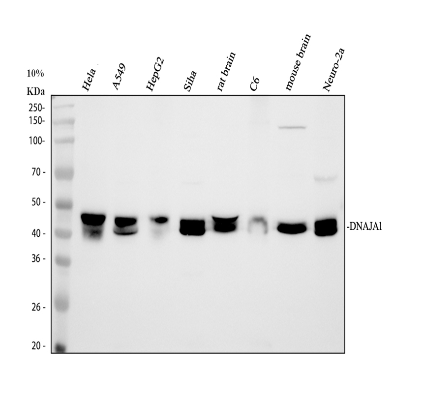 Western blot analysis of DNAJA1 using anti-DNAJA1 antibody (PA1597)