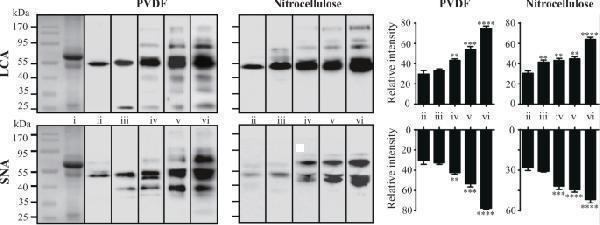 pa1599 41598_2019_43039_fig3_html