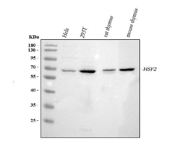 pa1607 hsf2 primary antibodies wb testing 1