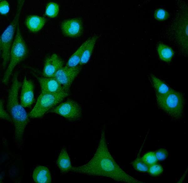 pa1608 hsp105 primary antibody if testing 5
