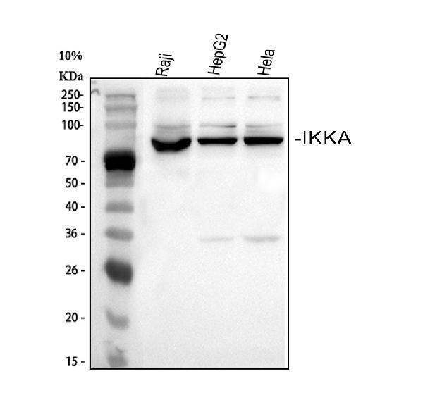 pa1614 ikka primary antibodies wb testing 1
