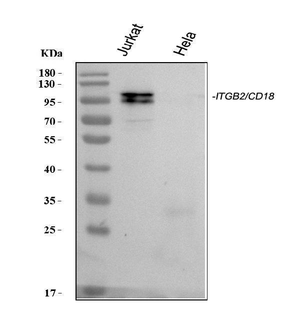  Western blot analysis of CD18/ITGB2 using anti-CD18/ITGB2 antibody (PA1623)
