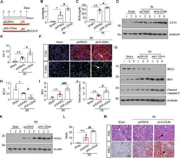 pa1632 41419_2025_7438_fig5_html