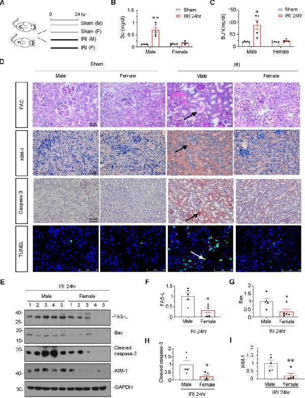 pa1632 41420_2023_1432_fig1_html