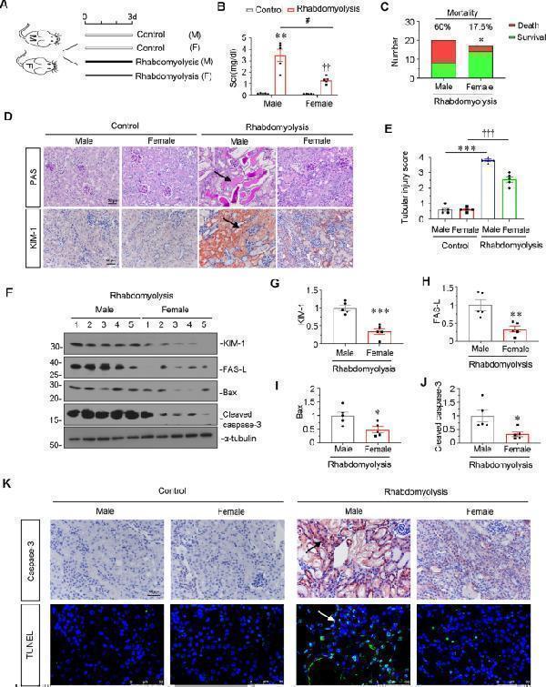pa1632 41420_2023_1432_fig3_html
