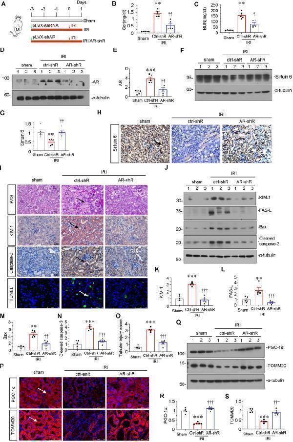 pa1632 41420_2023_1432_fig5_html