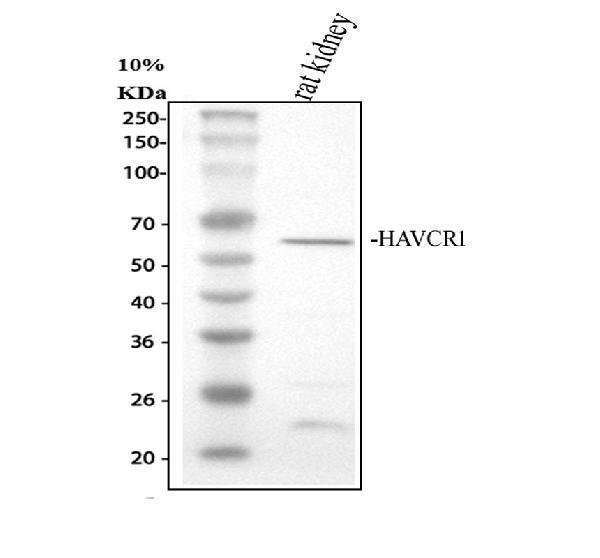 pa1632 havcr1 primary antibodies wb testing 1
