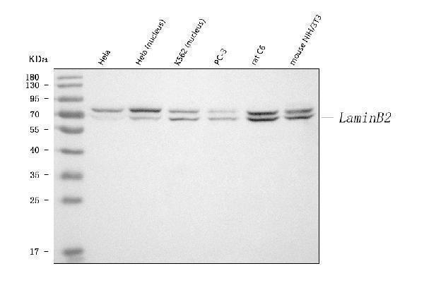 pa1636 lamin b2 primary antibodies wb testing 1