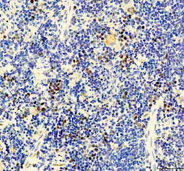 pa1642 mcm3 primary antibodies ihc testing 4