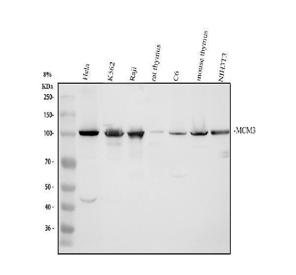 pa1642 mcm3 primary antibodies wb testing 1