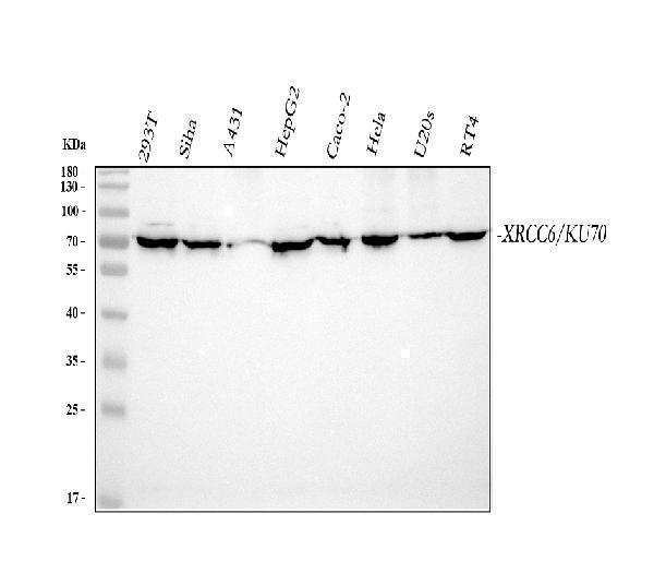 pa1642 xrcc6 primary antibodies wb testing 1_1