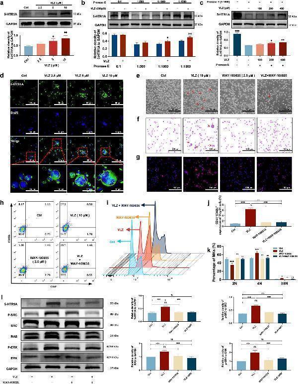 pa1647 elife 94765 fig8 v1