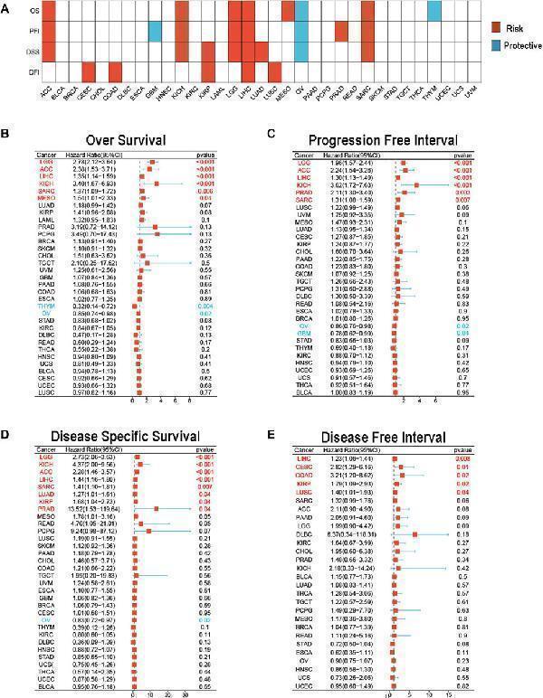 Prognostic value of MCM3 in pan-cancer