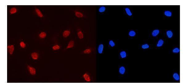 pa1653 mcm5 primary antibodies if testing 4