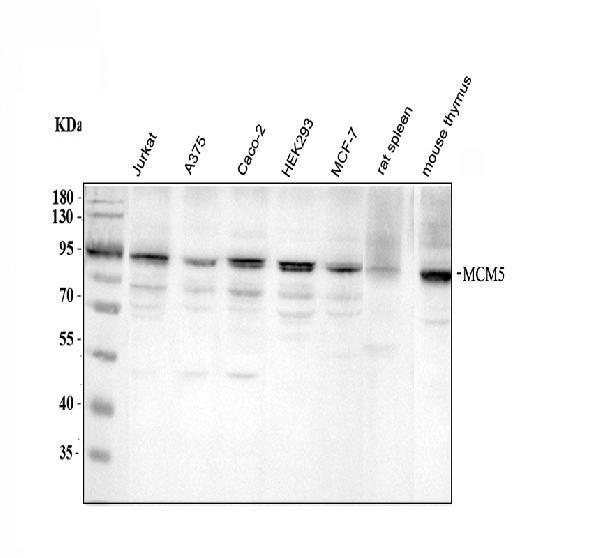 pa1653 mcm5 primary antibodies wb testing 1