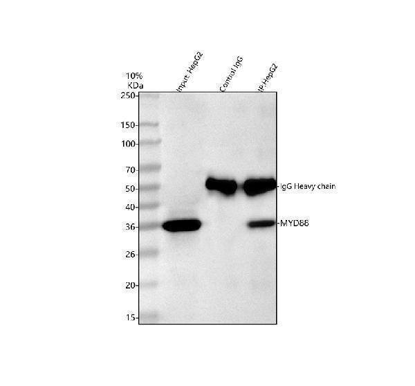 pa1660 myd88 primary antibodies ip testing 1