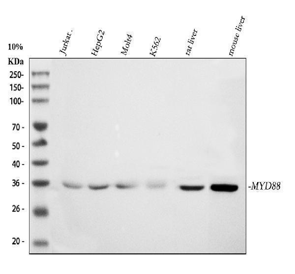Western blot analysis of MYD88 using anti-MYD88 antibody (PA1660)