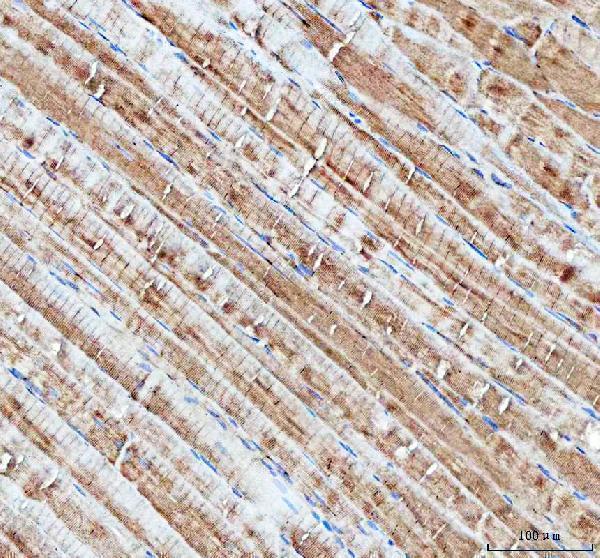 pa1661 ndufa1 primary antibodies ihc testing 2_1