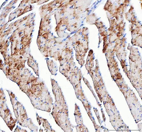 pa1661 ndufa1 primary antibodies ihc testing 3