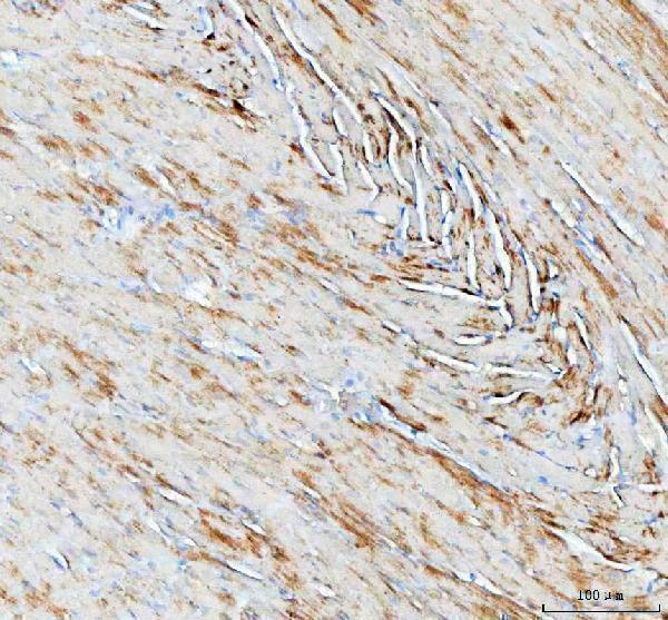 pa1661 ndufa1 primary antibodies ihc testing 4_1