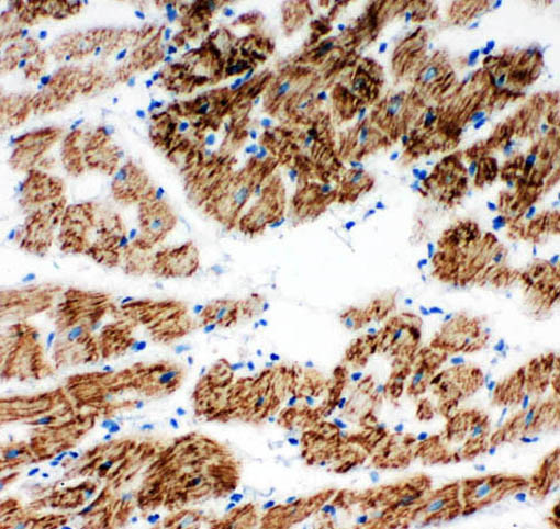 pa1661 ndufa1 primary antibodies ihc testing 5_1