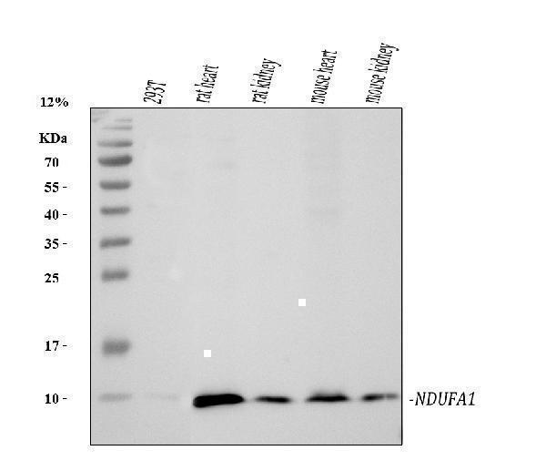 pa1661 ndufa1 primary antibodies wb testing 1