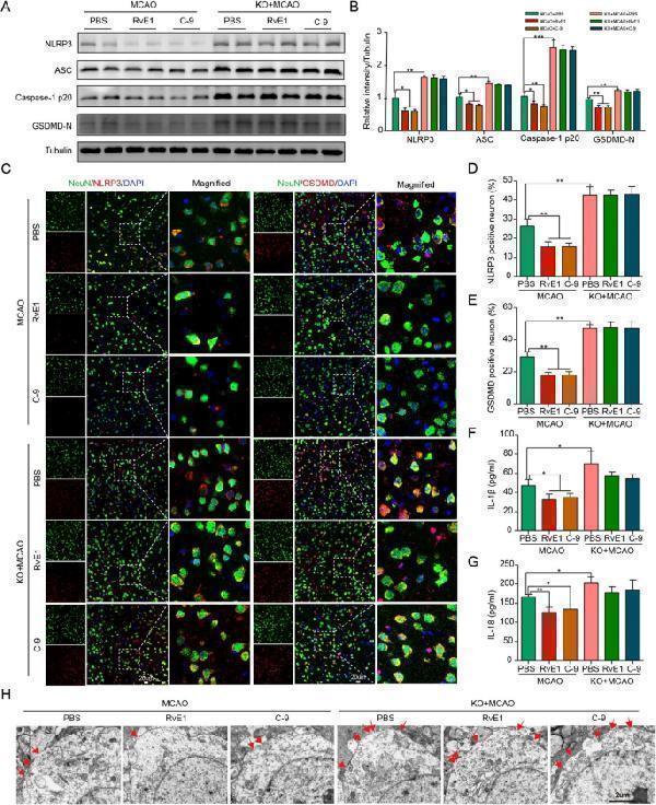 pa1665 12967_2023_4813_fig5_html