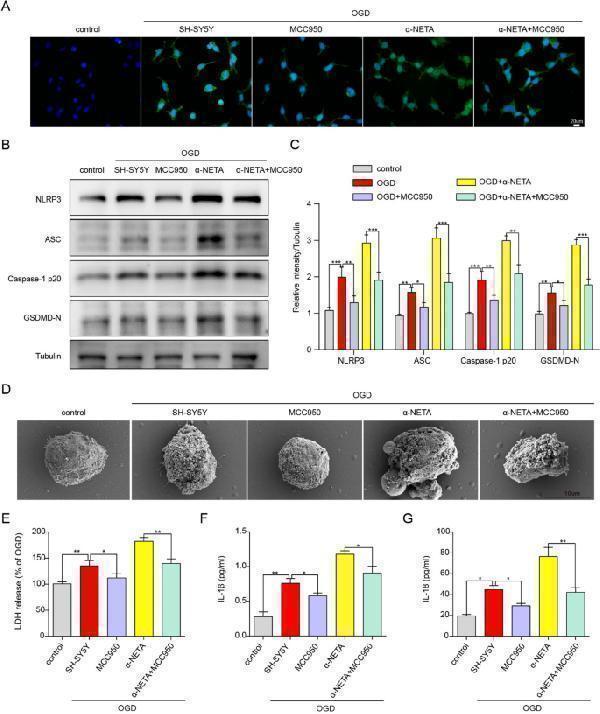 pa1665 12967_2023_4813_fig7_html