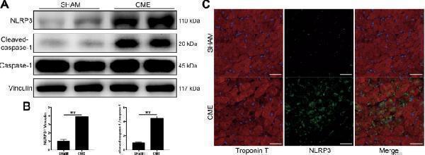 pa1665 41419_2021_3389_fig1_html