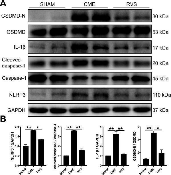 pa1665 41419_2021_3389_fig3_html